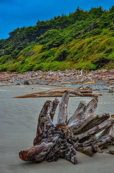 米国ワシントン州オリンピック国立公園太平洋の低潮位にある倒木の幹 — ストック写真