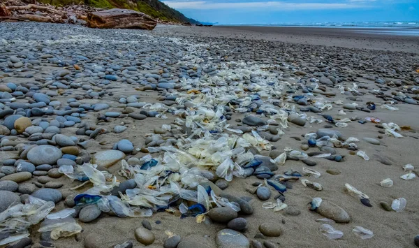 Fırtınayla Kıyıya Vurulan Mavi Denizanası Velella Pasifik Okyanusu Kıyılarında Washington — Stok fotoğraf