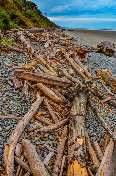 Trunks Van Omgevallen Bomen Bij Stille Oceaan Olympic National Park — Stockfoto