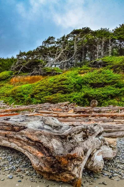 Des Troncs Arbres Tombés Marée Basse Sur Océan Pacifique Olympic — Photo