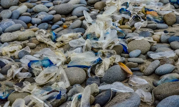 Blaue Qualle Velella Sturm Land Gezogen Ufer Des Pazifischen Ozeans — Stockfoto