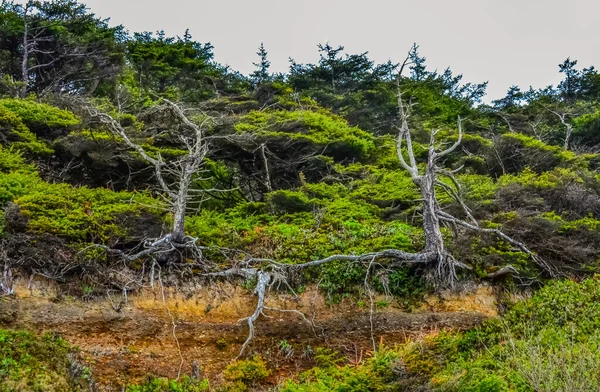 Olimpiyat Ulusal Parkı Washington Daki Pasifik Kıyısında Uzun Kozalaklı Ağaçlar — Stok fotoğraf