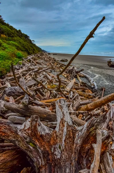 Trunks Van Omgevallen Bomen Bij Stille Oceaan Olympic National Park — Stockfoto