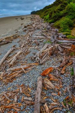 Olimpiyat, Ulusal Park, Washington, ABD 'de Pasifik Okyanusu' nda dalgaların çekildiği yerde devrilmiş ağaç gövdeleri.