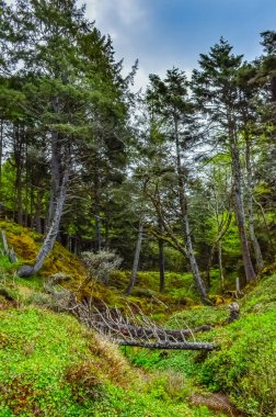 Eski kozalaklı ağaçlar bir uçurumun kenarından Olympic National Park, Washington, ABD 'deki Pasifik Okyanusuna düşer.