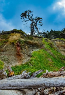 Olimpiyat, Ulusal Park, Washington, ABD 'de Pasifik Okyanusu' nda dalgaların çekildiği yerde devrilmiş ağaç gövdeleri.