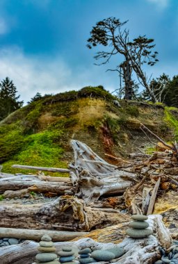 Olimpiyat Ulusal Parkı, Washington, ABD 'de ağaç gövdelerinde çok renkli taşlar.