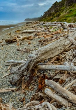 Olimpiyat, Ulusal Park, Washington, ABD 'de Pasifik Okyanusu' nda dalgaların çekildiği yerde devrilmiş ağaç gövdeleri.
