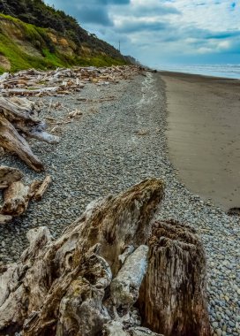 Olimpiyat, Ulusal Park, Washington, ABD 'de Pasifik Okyanusu' nda dalgaların çekildiği yerde devrilmiş ağaç gövdeleri.