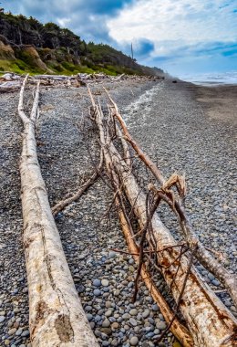 Olimpiyat, Ulusal Park, Washington, ABD 'de Pasifik Okyanusu' nda dalgaların çekildiği yerde devrilmiş ağaç gövdeleri.