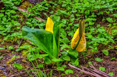 Batı Kokarca Lahanası (Lysichiton americanus), Olympic National Park, Washington, ABD