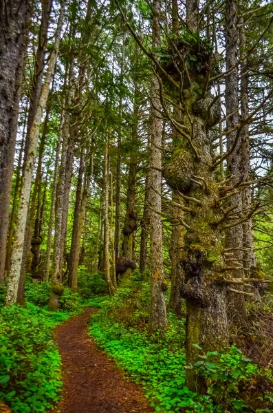 Старые Деревья Выходами Стволы Лесу Берегу Тихого Океана Олимпийском Национальном — стоковое фото