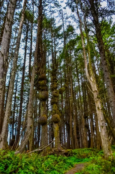 Old Trees Outgrowths Trunks Forest Shores Pacific Ocean Olympic National — Stock Photo, Image