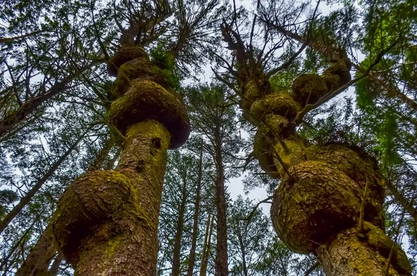 Παλιά Δέντρα Εξογκώματα Κορμούς Στο Δάσος Στις Ακτές Του Ειρηνικού — Φωτογραφία Αρχείου