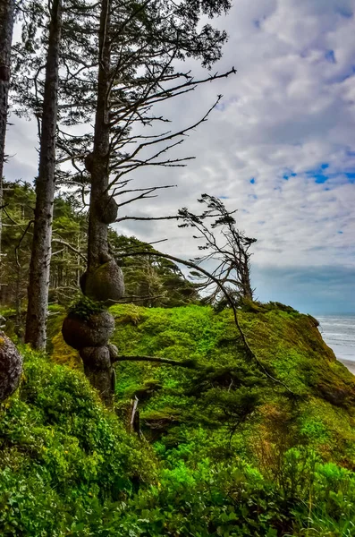 Coníferas Altas Sobre Costa Pacífico Parque Nacional Olímpico Washington — Fotografia de Stock