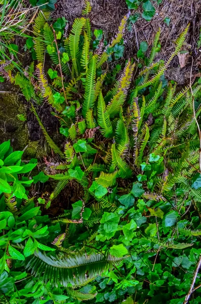 Eğreltiotları Diğer Orman Bitkileri Pasifik Okyanusu Kıyısındaki Olympic National Park — Stok fotoğraf