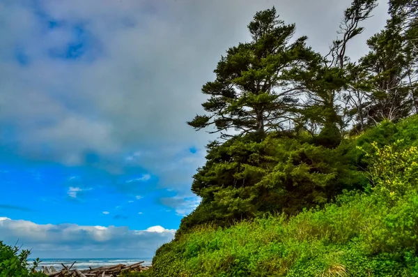 Coníferas Altas Sobre Costa Pacífico Parque Nacional Olímpico Washington Eua — Fotografia de Stock