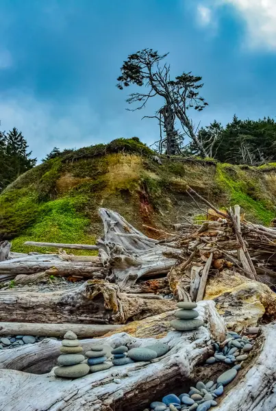アメリカ合衆国ワシントン州オリンピック国立公園の木の幹の上のラウンド多色の石 — ストック写真