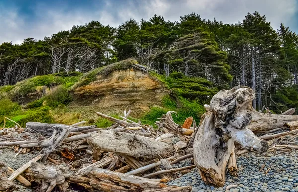 Стволы Упавших Деревьев Время Отлива Тихом Океане Олимпийском Национальный Парк — стоковое фото