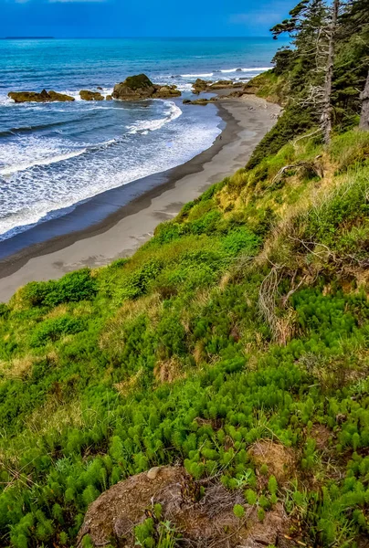 Hohe Nadelbäume Über Der Pazifikküste Olympic National Park Washington Usa — Stockfoto