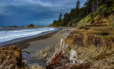 Olimpiyat, Ulusal Park, Washington, ABD 'de Pasifik Okyanusu' nda dalgaların çekildiği yerde devrilmiş ağaç gövdeleri.