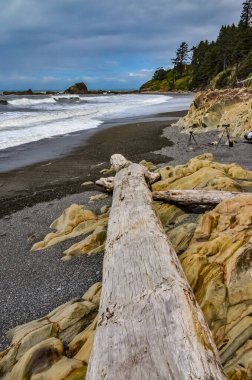 Olimpiyat, Ulusal Park, Washington 'da Pasifik Okyanusu' nda sular çekildiğinde devrilmiş ağaç gövdeleri.