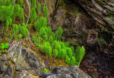 Equisetum telmateia, büyük at kuyruğu ya da Pasifik Okyanusu 'ndaki dev at kuyruğu olimpiyat Ulusal Parkı, Washington, ABD