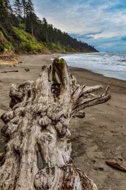 Olimpiyat, Ulusal Park, Washington, ABD 'de Pasifik Okyanusu' nda dalgaların çekildiği yerde devrilmiş ağaç gövdeleri.