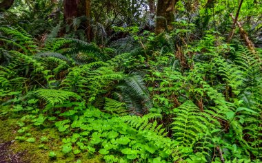 Eğreltiotları ve diğer orman bitkileri Pasifik Okyanusu kıyısındaki Olympic National Park, Washington, ABD