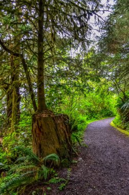 Genç bir ağaç, ABD 'nin Washington Olimpiyat Ulusal Parkı' ndaki Pasifik Okyanusu 'ndaki çürük bir ormanda yetişiyor.