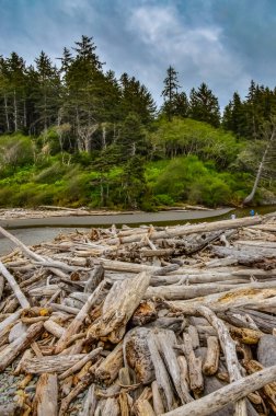 Olimpiyat, Ulusal Park, Washington, ABD 'de Pasifik Okyanusu' nda dalgaların çekildiği yerde devrilmiş ağaç gövdeleri.