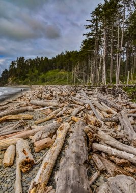 Olimpiyat, Ulusal Park, Washington, ABD 'de Pasifik Okyanusu' nda dalgaların çekildiği yerde devrilmiş ağaç gövdeleri.