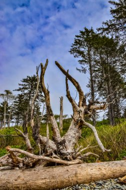 Olimpiyat, Ulusal Park, Washington, ABD 'de Pasifik Okyanusu' nda dalgaların çekildiği yerde devrilmiş ağaç gövdeleri.