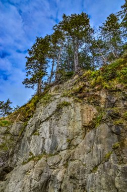 Olimpiyat Ulusal Parkı, Washington 'daki Pasifik kıyısında uzun kozalaklı ağaçlar.