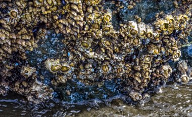 ABD 'nin başkenti Washington' daki Olympic National Park 'ta Pasifik Okyanusu kıyılarında su canlıları (Balanus) ve alglerin aşırı büyümesi