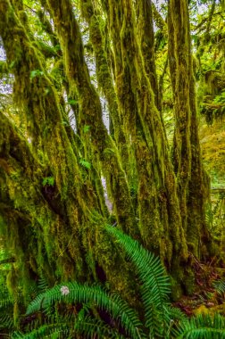 Epifitik bitkiler ve ıslak yosunlar ABD 'nin başkenti Washington' daki Olympic National Park 'taki ormanın ağaç dallarından sarkan yosunlar.