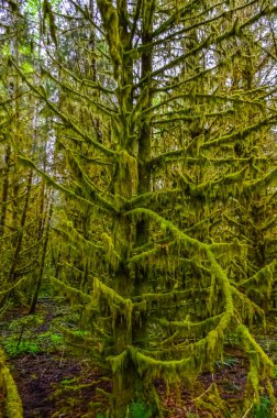 Epifitik bitkiler ve ıslak yosunlar ABD 'nin başkenti Washington' daki Olympic National Park 'taki ormanın ağaç dallarından sarkan yosunlar.