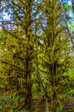 Epifitik bitkiler ve ıslak yosunlar ABD 'nin başkenti Washington' daki Olympic National Park 'taki ormanın ağaç dallarından sarkan yosunlar.