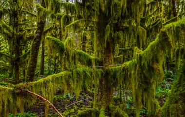 Epifitik bitkiler ve ıslak yosunlar ABD 'nin başkenti Washington' daki Olympic National Park 'taki ormanın ağaç dallarından sarkan yosunlar.