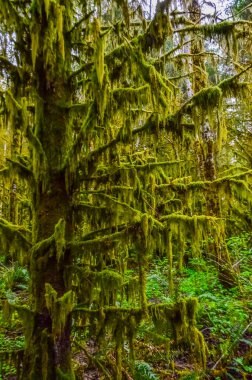 Epifitik bitkiler ve ıslak yosunlar ABD 'nin başkenti Washington' daki Olympic National Park 'taki ormanın ağaç dallarından sarkan yosunlar.