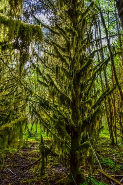 Epifitik bitkiler ve ıslak yosunlar ABD 'nin başkenti Washington' daki Olympic National Park 'taki ormanın ağaç dallarından sarkan yosunlar.