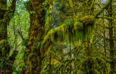 Epifitik bitkiler ve ıslak yosunlar ABD 'nin başkenti Washington' daki Olympic National Park 'taki ormanın ağaç dallarından sarkan yosunlar.