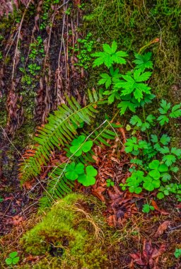 Epifitik bitkiler ve ıslak yosunlar ABD 'nin başkenti Washington' daki Olympic National Park 'taki ormanın ağaç dallarından sarkan yosunlar.
