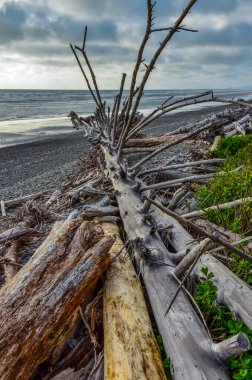 Olimpiyat, Ulusal Park, Washington, ABD 'de Pasifik Okyanusu' nda dalgaların çekildiği yerde devrilmiş ağaç gövdeleri.