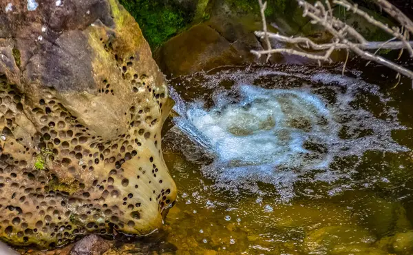 Piccola Cascata Torrente Acqua Dolce Nel Parco Nazionale Olimpico Washington — Foto Stock