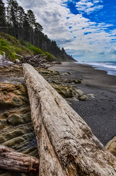 米国ワシントン州オリンピック国立公園太平洋の低潮位にある倒木の幹 — ストック写真