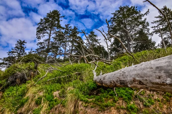 Des Troncs Arbres Tombés Marée Basse Sur Océan Pacifique Olympic — Photo