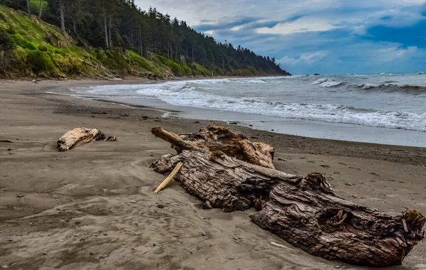 Fallna Trädstammar Vid Lågvatten Stilla Havet Olympic National Park Washington — Stockfoto