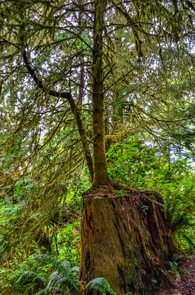 Молодое Дерево Растет Старого Гнилого Пня Лесу Тихом Океане Олимпийском — стоковое фото
