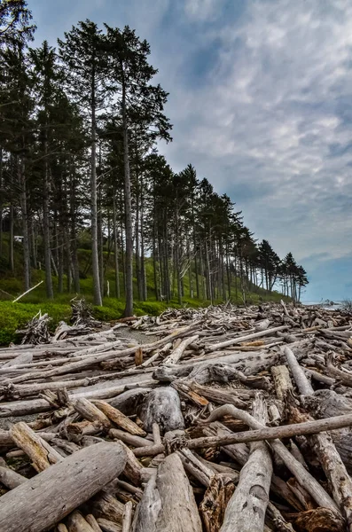 Des Troncs Arbres Tombés Marée Basse Sur Océan Pacifique Olympic — Photo